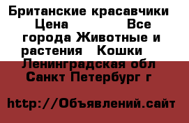 Британские красавчики › Цена ­ 35 000 - Все города Животные и растения » Кошки   . Ленинградская обл.,Санкт-Петербург г.